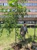 Drzewko Harasymowicza fot EH 047.jpg